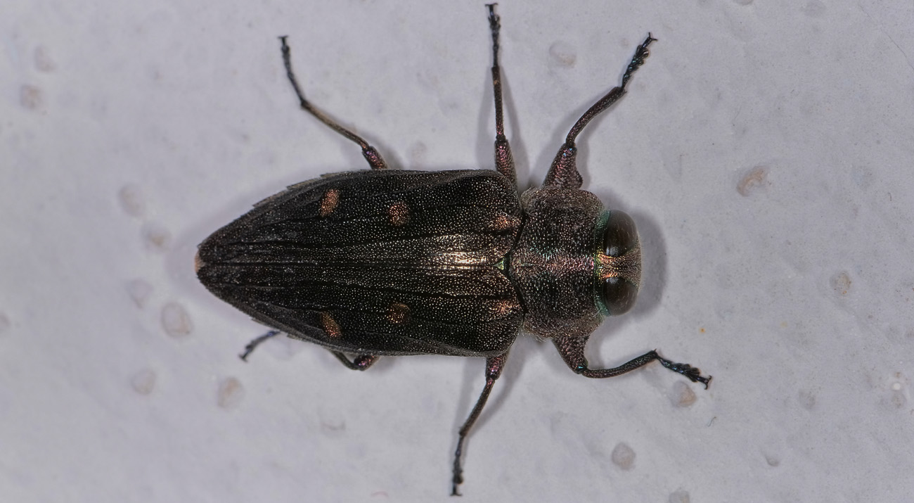 Buprestidae: Chrysobothris affinis